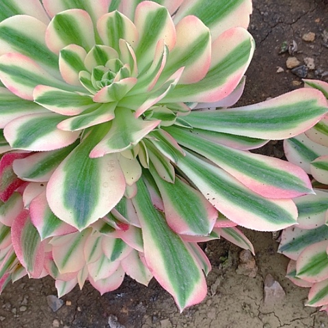 热*805粉女巫5棵多肉植物