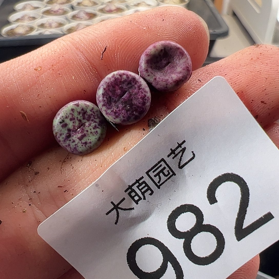 一物一拍。     982