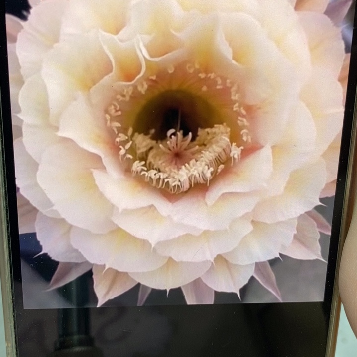 彩草素玉侧芽2公分左右公分左右