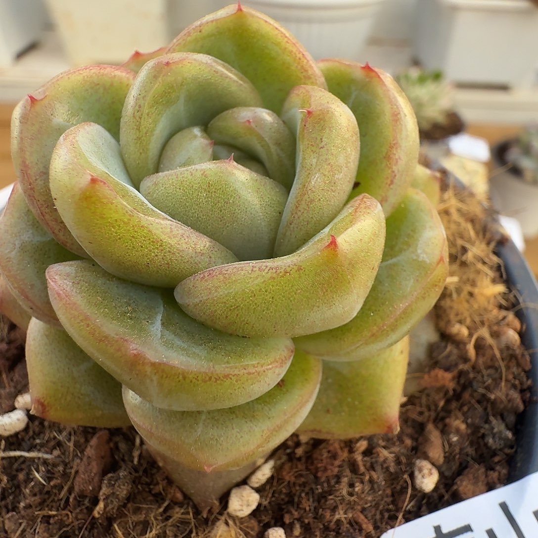 钻石珍妮11111231-23