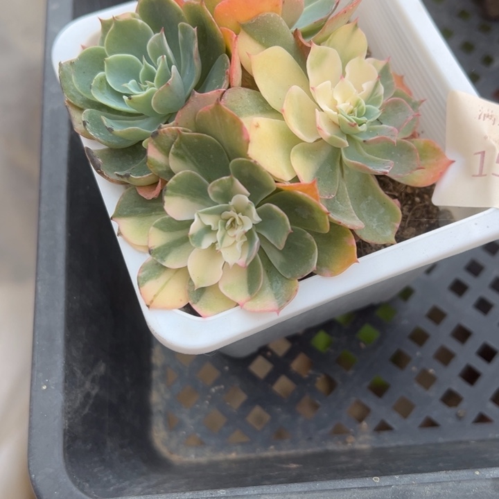 海啸锦多肉植物1502