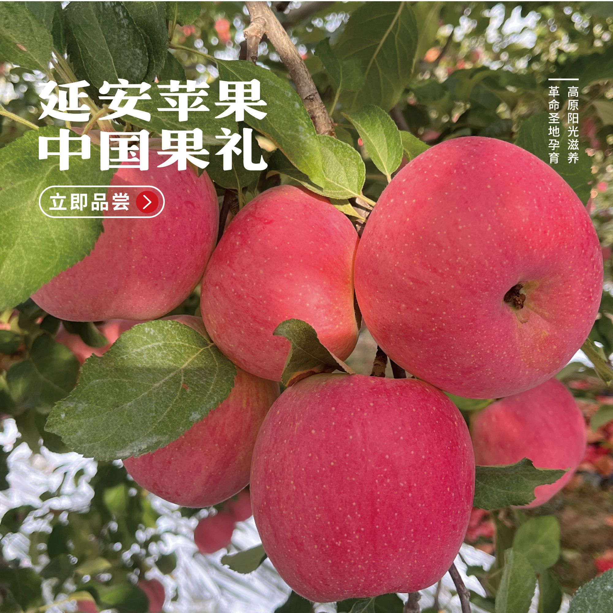 【小北京甄选】延安洛川红富士苹果脆甜多汁通用装5斤三通一达包邮