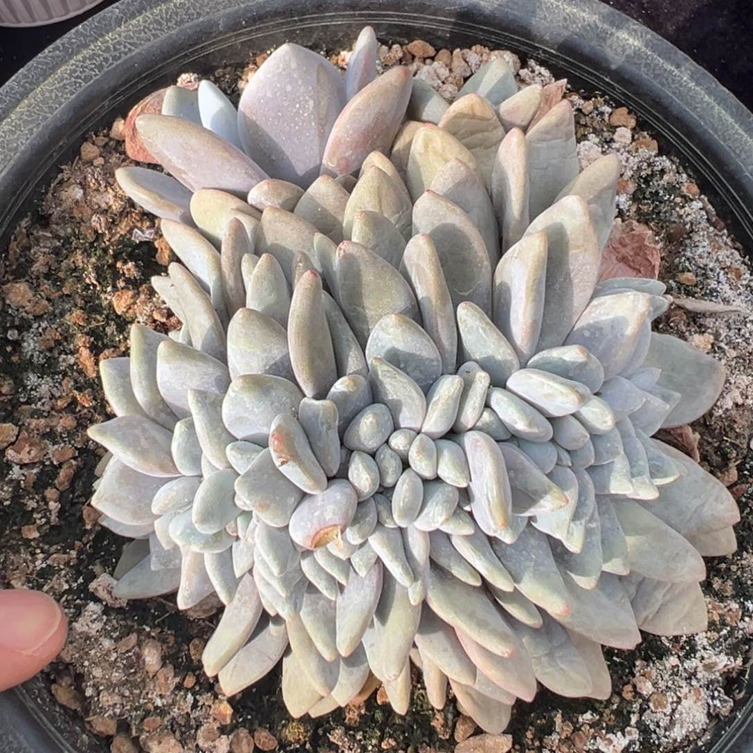 新年快乐 新年快乐