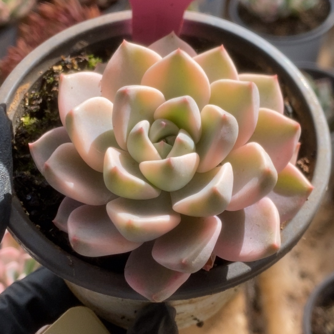 605红粉佳人锦锦锦锦锦锦