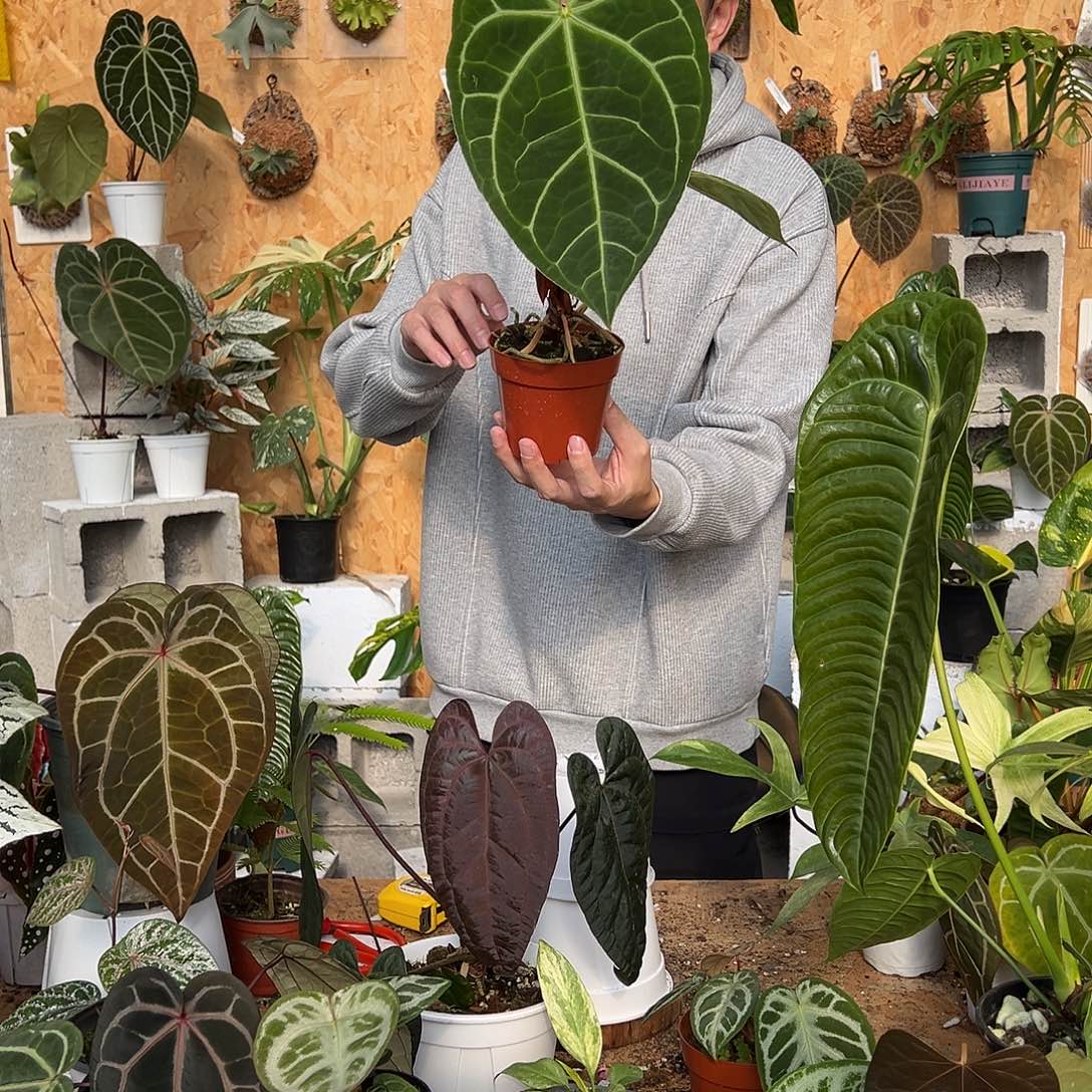 完全开放小颗花烛