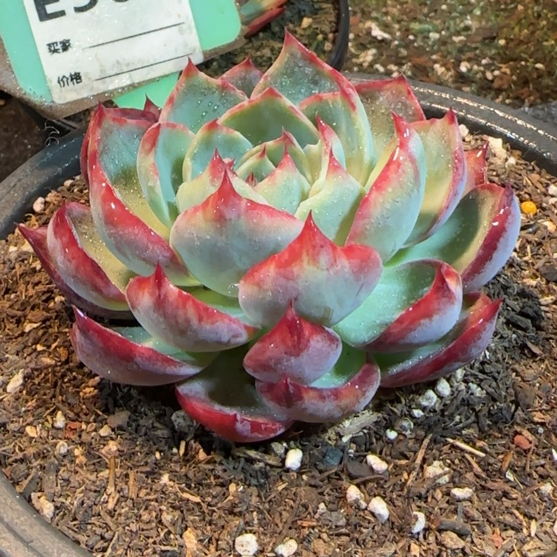 惊鸿一物一拍包装收缩花旱907