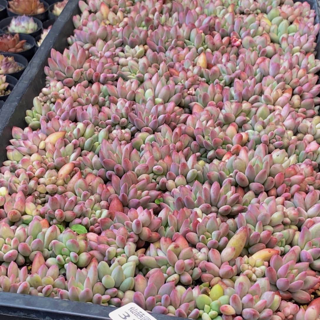 玲*325多肉植物保护研究所所长的