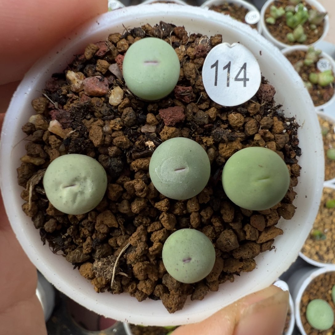 P嘴一颗脱土1140000