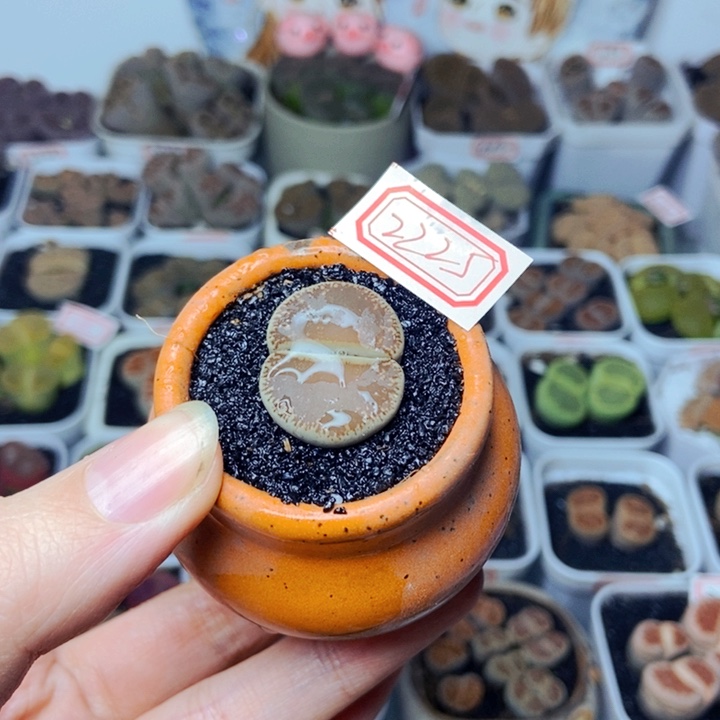 樱桃爱妃们的美肉