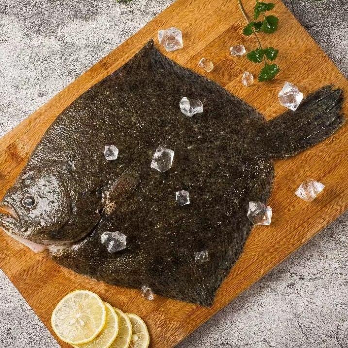 鲜活多宝鱼（1.3-1.5斤/条）