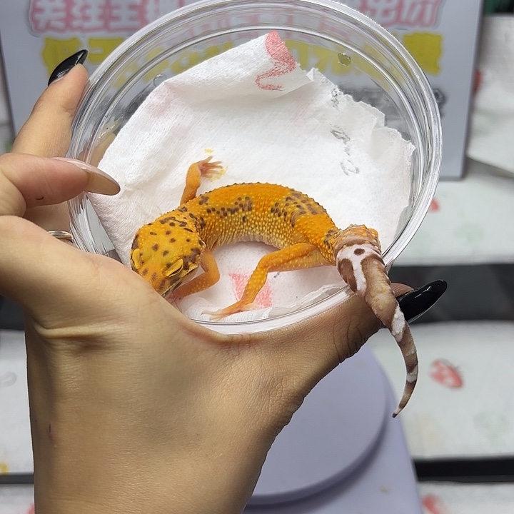 豹纹守宫暴龙 v157 妹妹