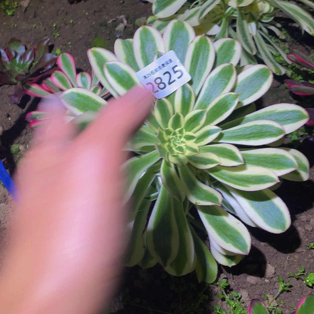 2825保时捷多肉植物