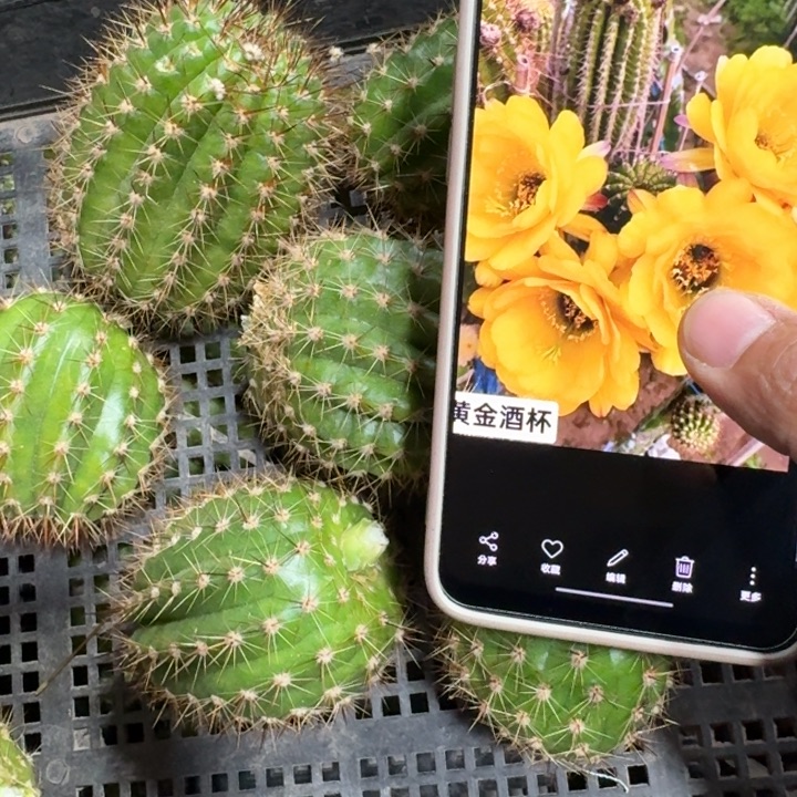 243毛黄金酒杯歪4公分左右无根侧牙，20包邮