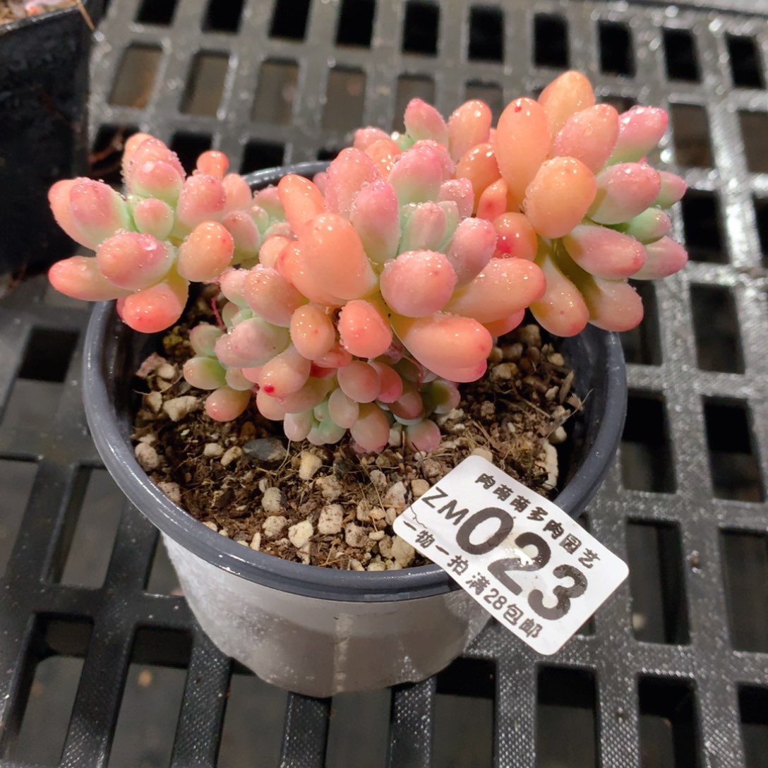 肉萌萌拇指盆精控多肉ZM023