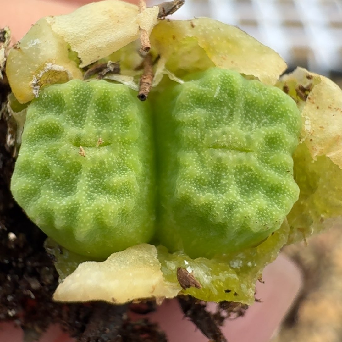 168烧卖1410.657。   000000