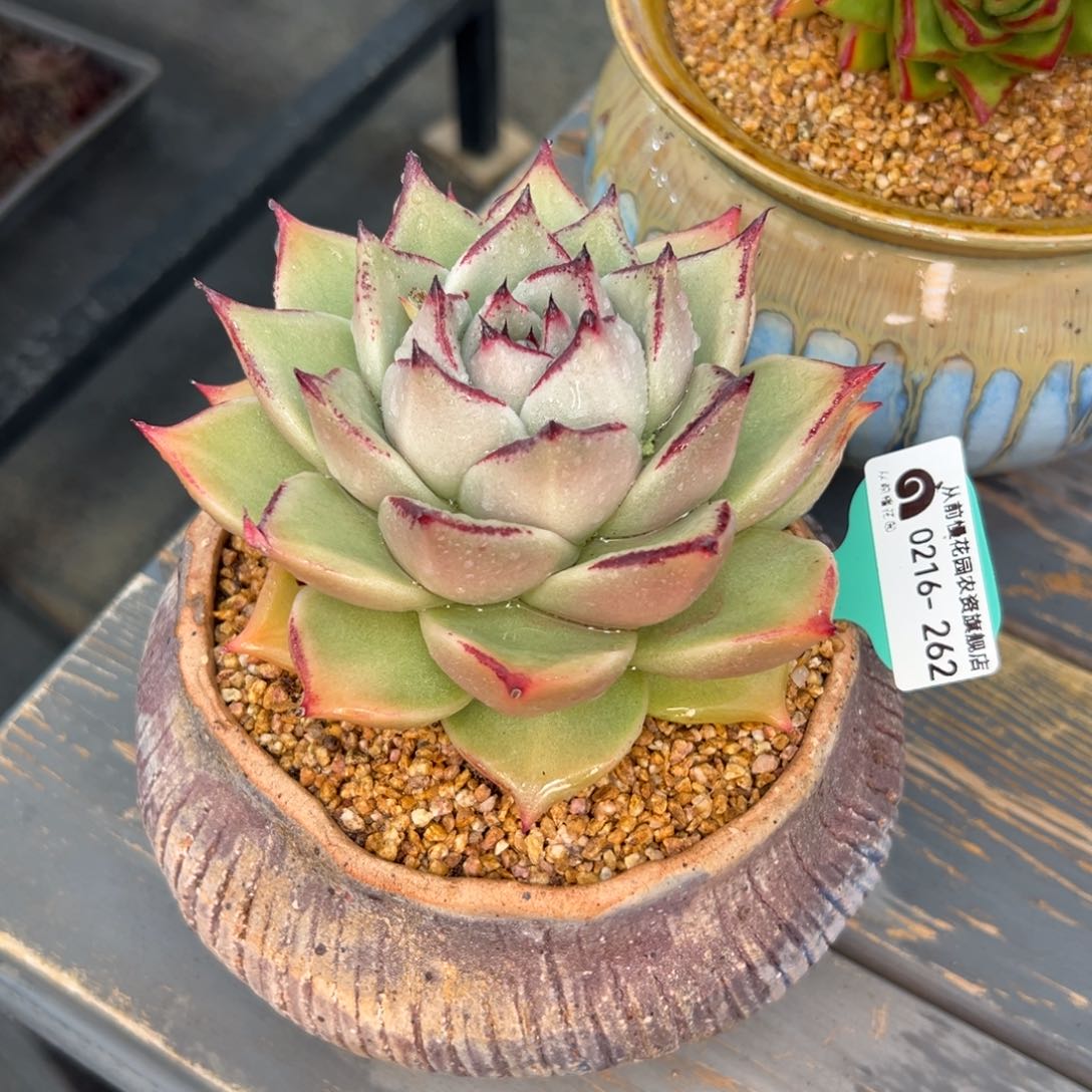 多肉一物一拍0216-262