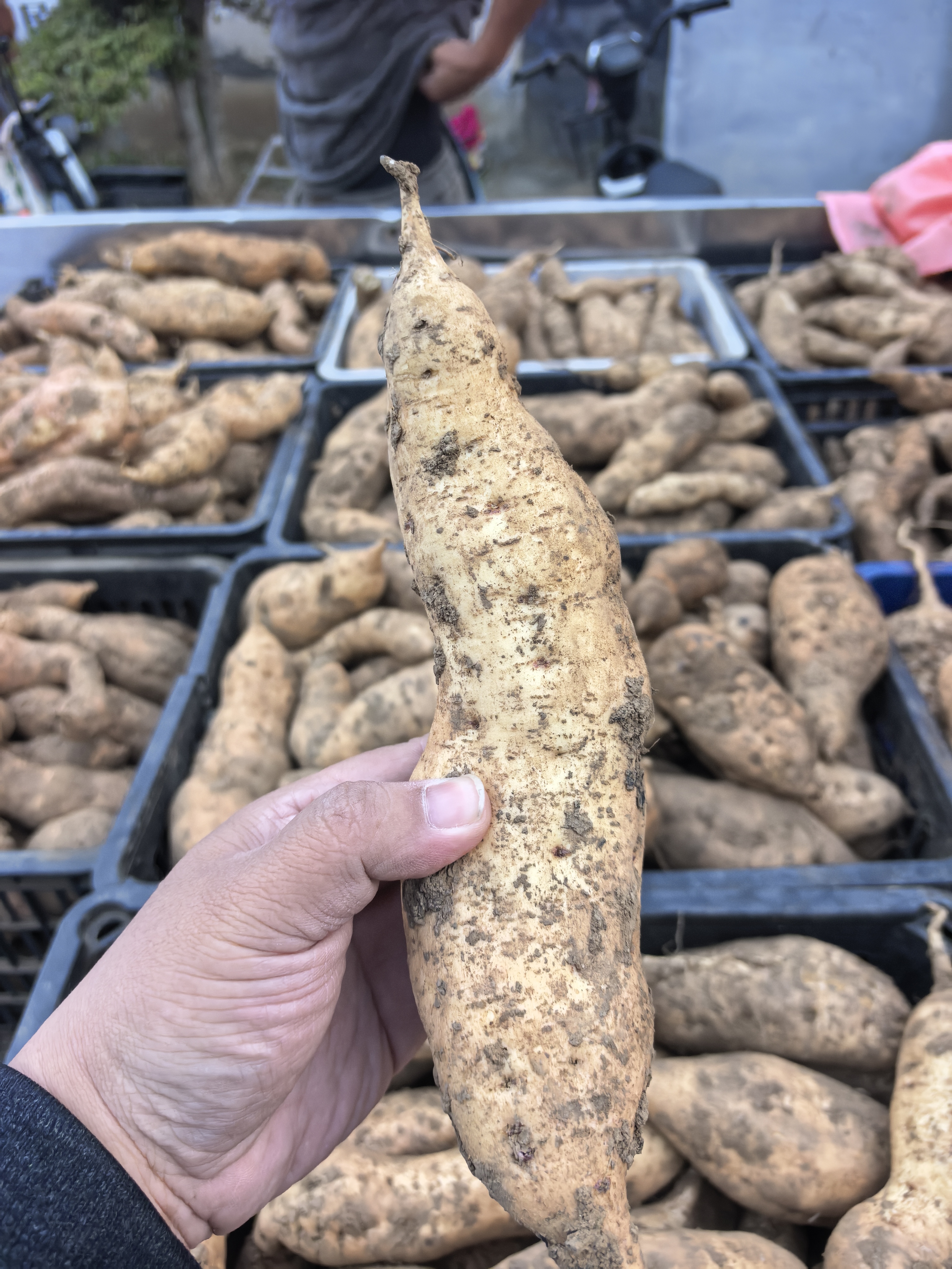 山东东东峪老地瓜