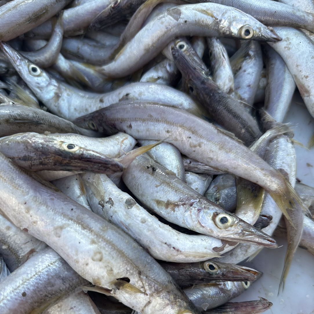 青岛本地沙丁鱼海鲜刚下船新鲜5斤