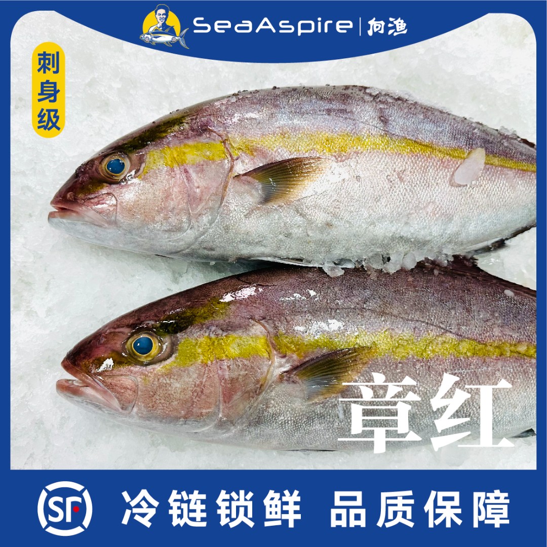 【章红鱼】中国南海已排酸冰鲜深海海钓章红鱼（整鱼）顺丰速运