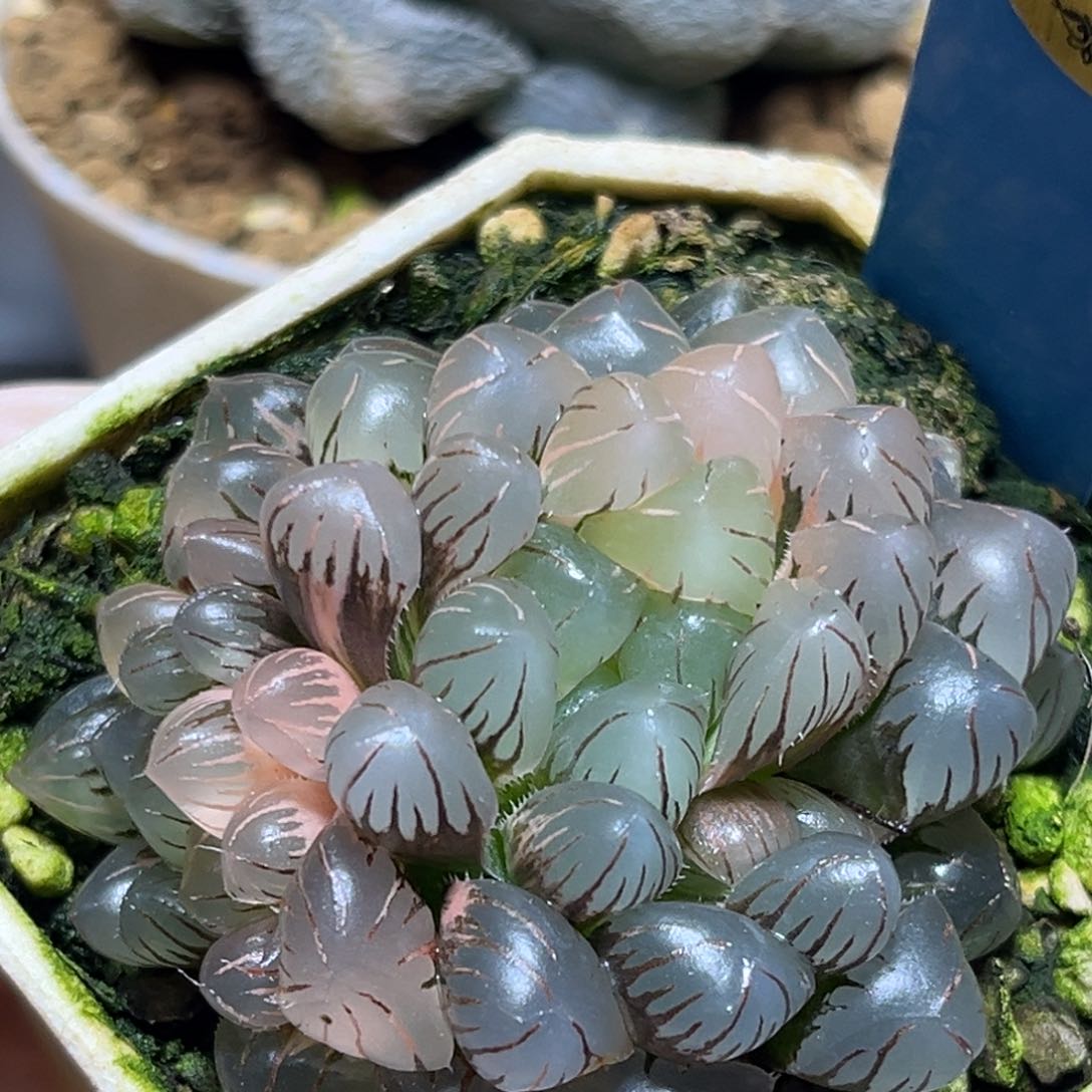 恭喜发财大吉大利694