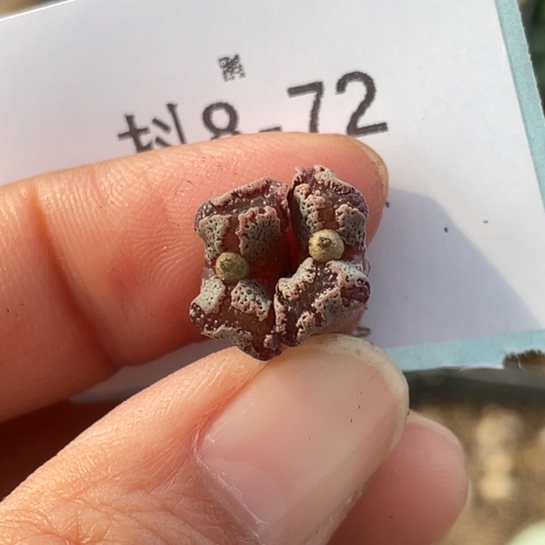 8-72超碟多肉植物