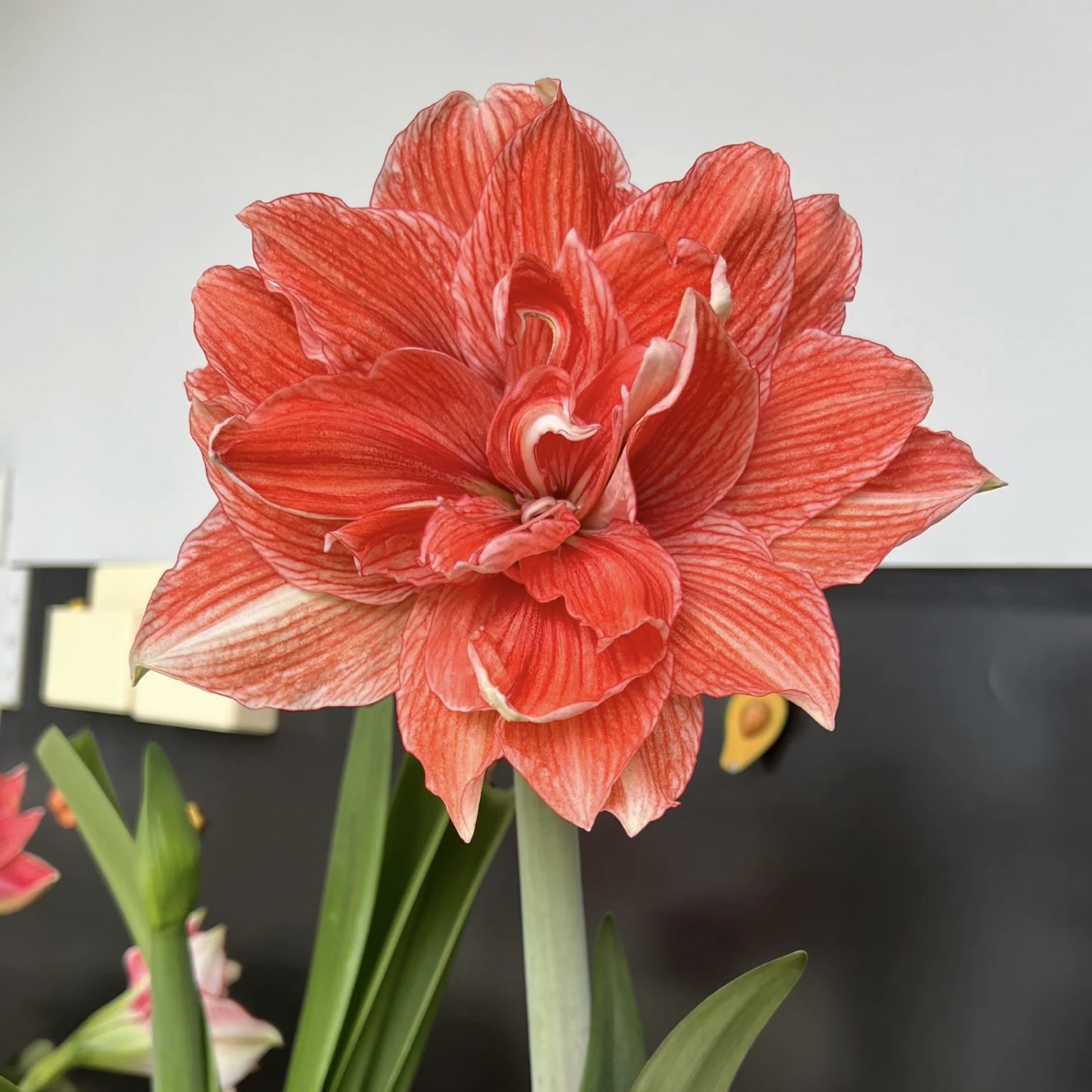 尼罗河的女儿～重瓣自然球品种花卉