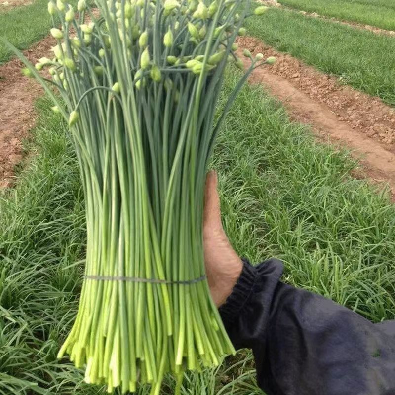 新鲜韭花一斤约500G韭花