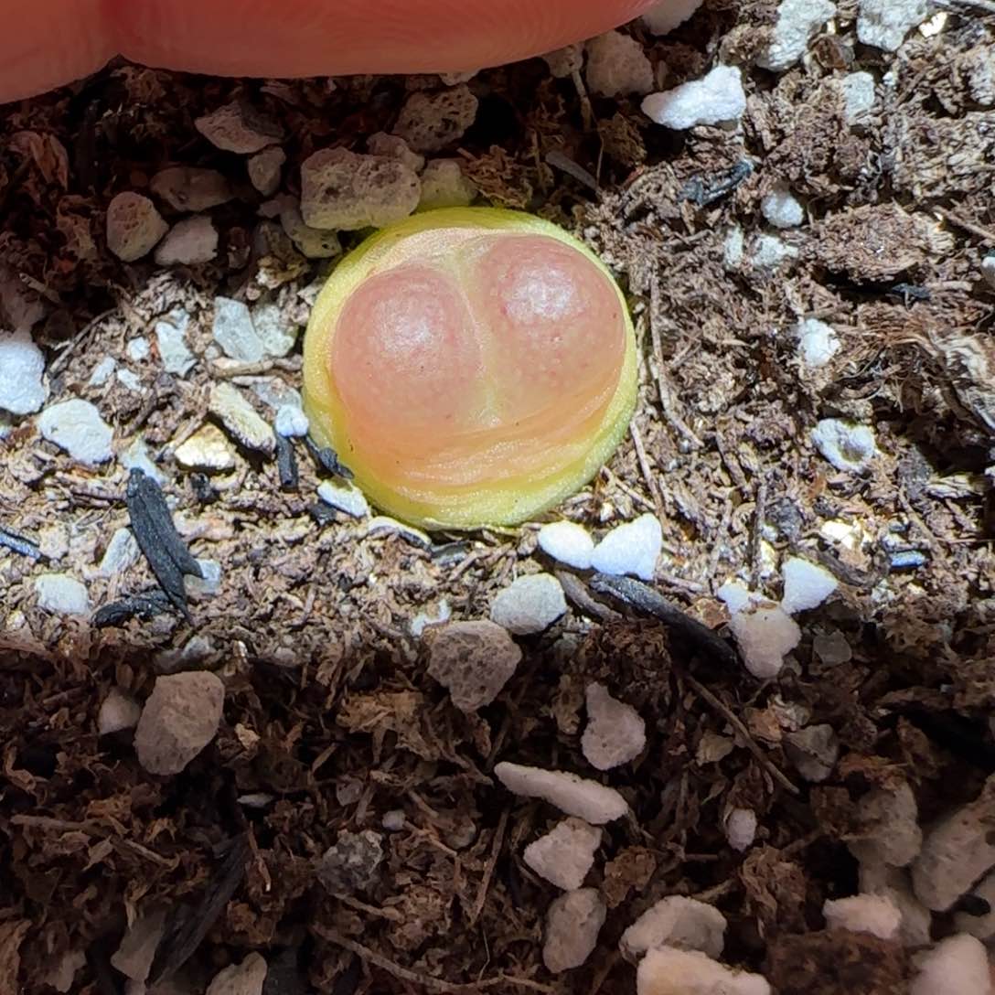 肉锥多肉植物百科-sh1200拉登689