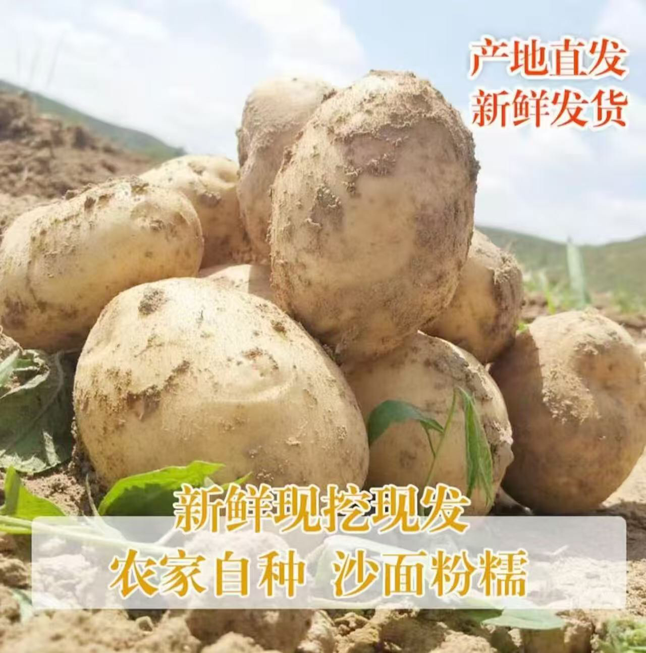 新疆海南包邮甘肃定西农家现挖老品种白心沙面土豆农家自产