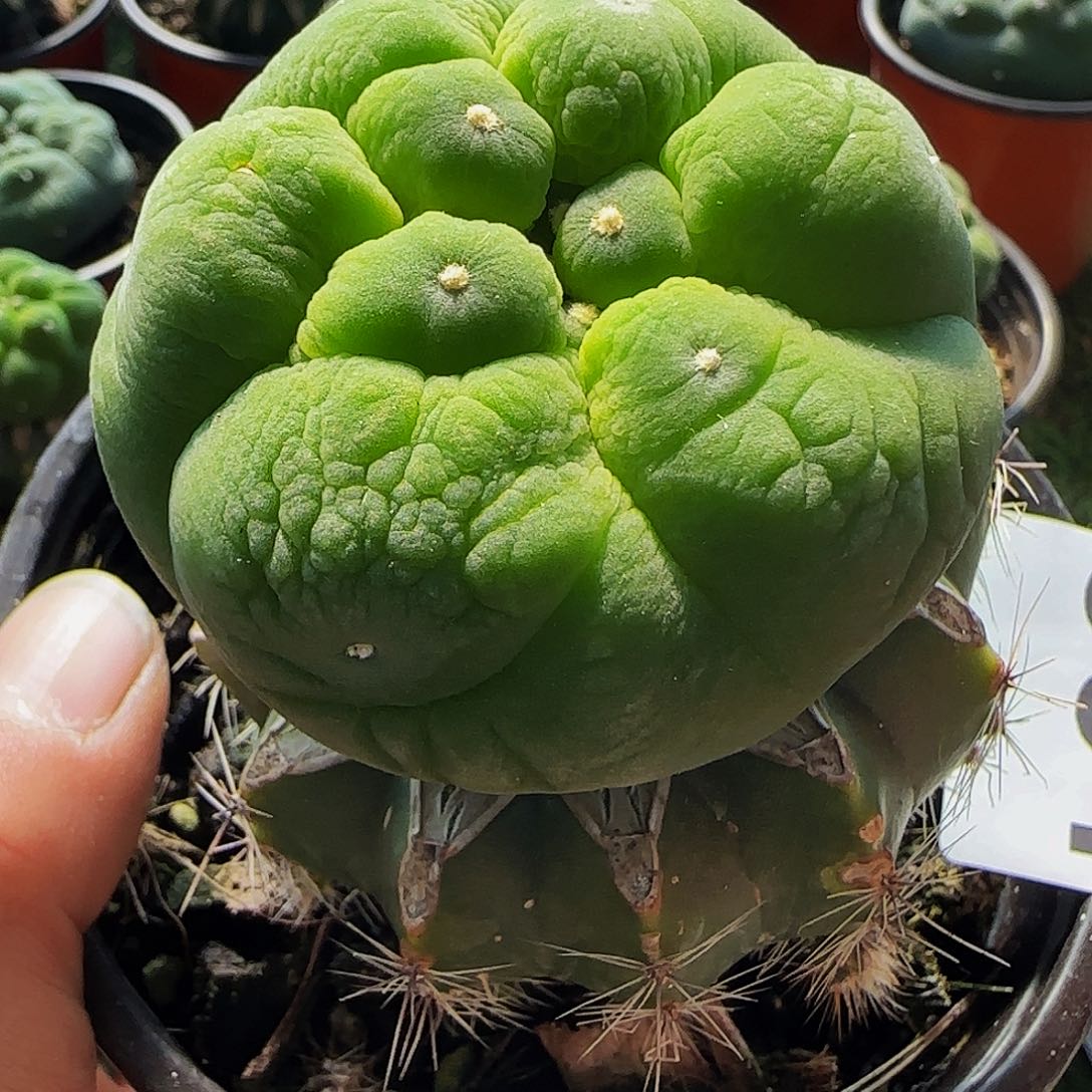 大尤皱尤仙551仙人球