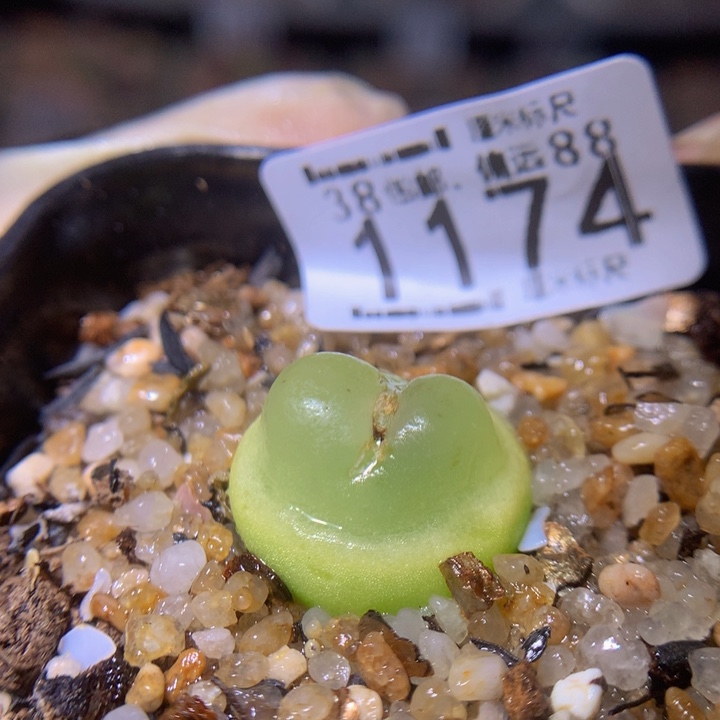 Sss精品生石花1174