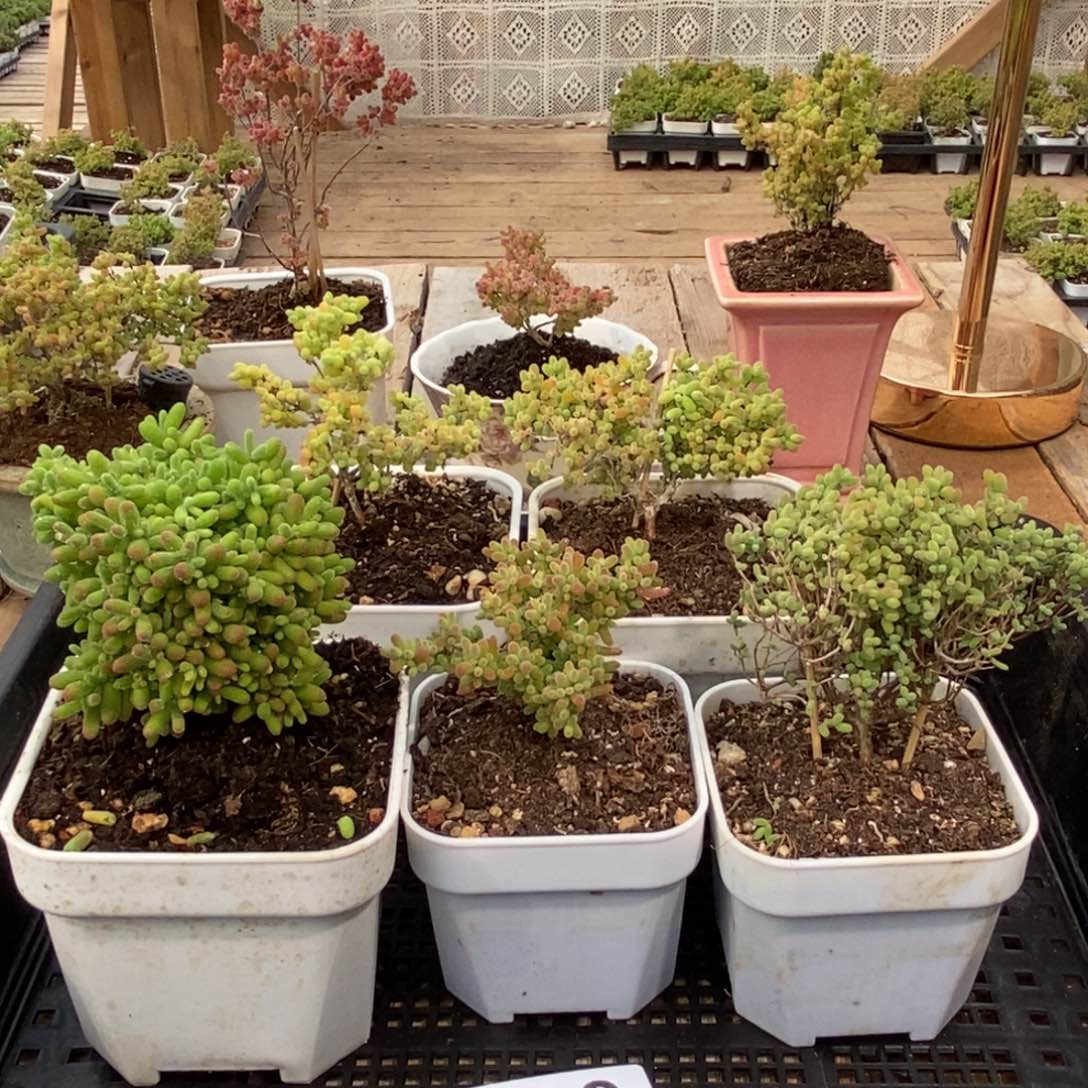 枝干番杏多肉植物939