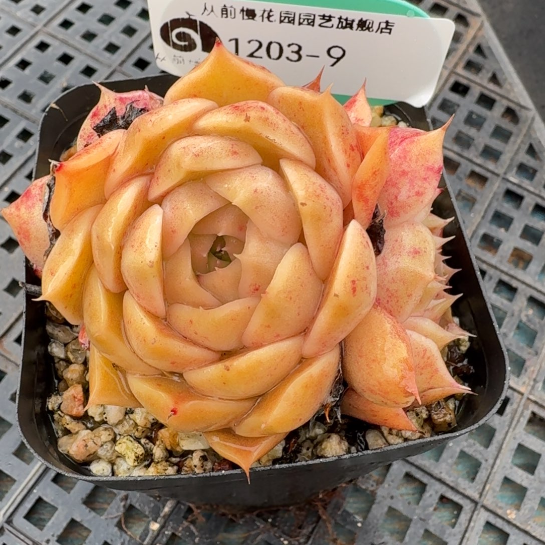 从前慢多肉精选编号1203.9