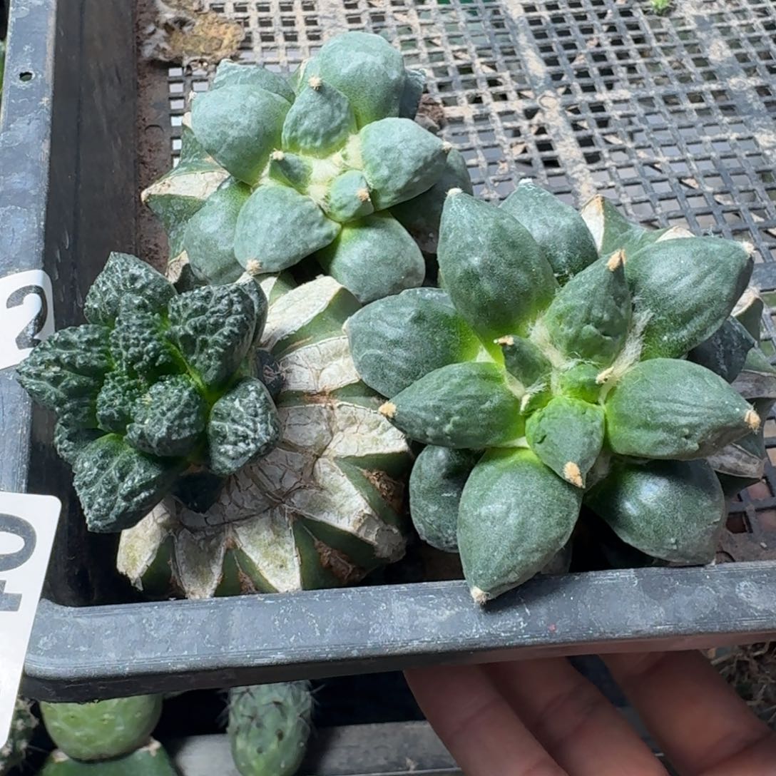 【闪购商品】无花朵三颗福利苗接牡丹040