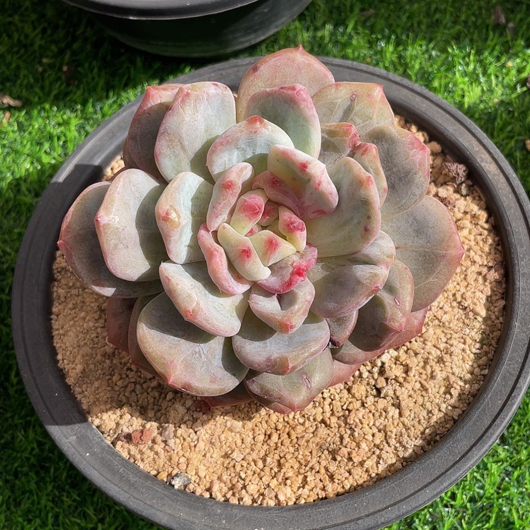 石化星影单头多肉植物一物一拍