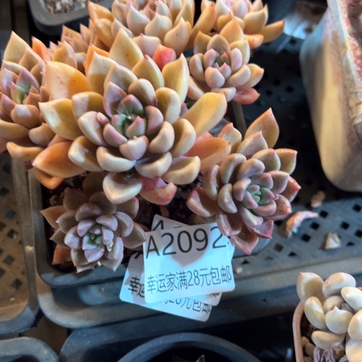 幸运的是我的朋友们