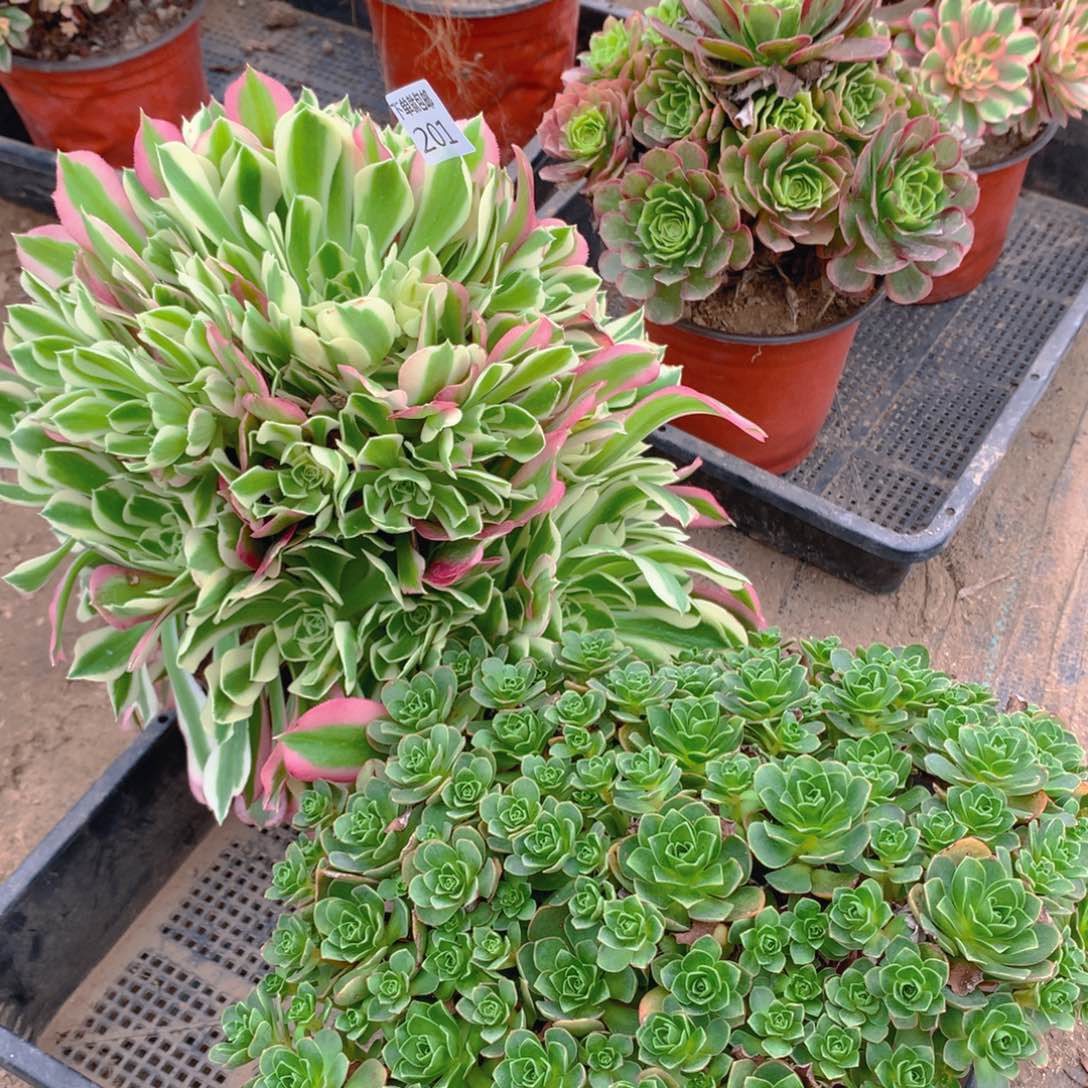 201法师组合老桩多肉植物