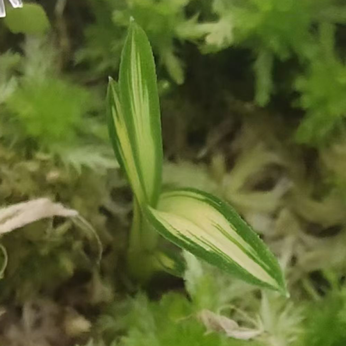 香花大绿兰花期长