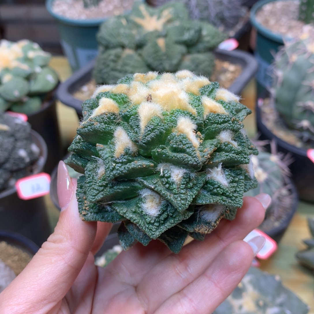        52号 苗接 深割尤新顿7.2公分 无根