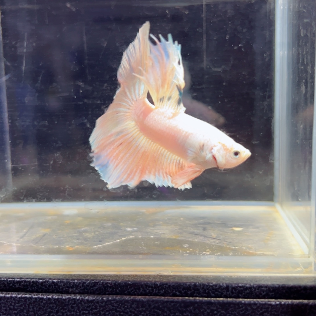 斗鱼浅色特殊尾hhhh