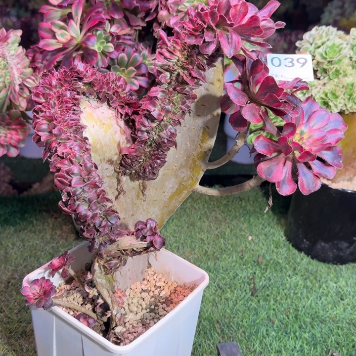 平***生香奈儿法师锦缀化有修039