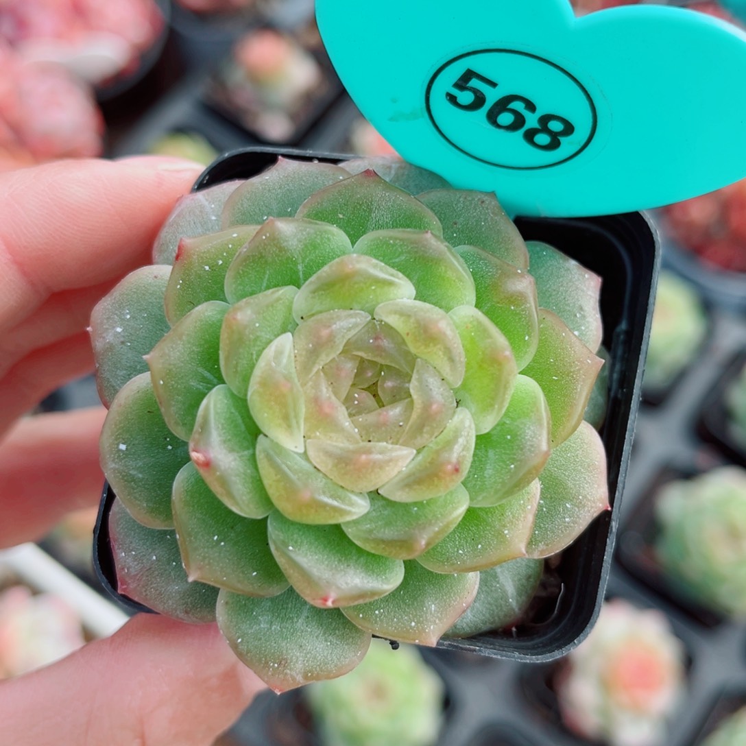 568号新品珍妮单头