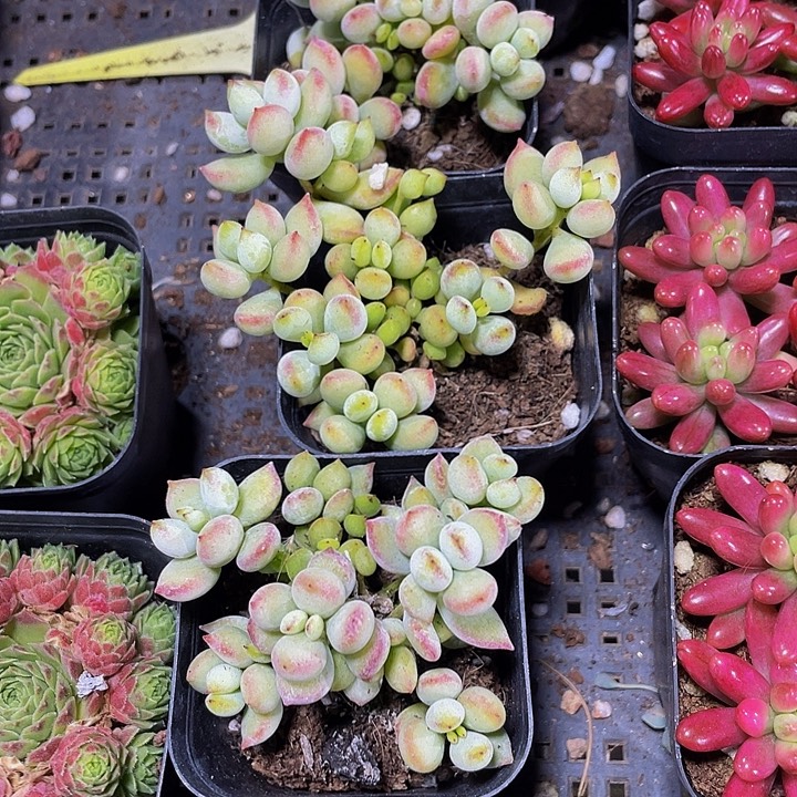 打磨福娘带盆土发货