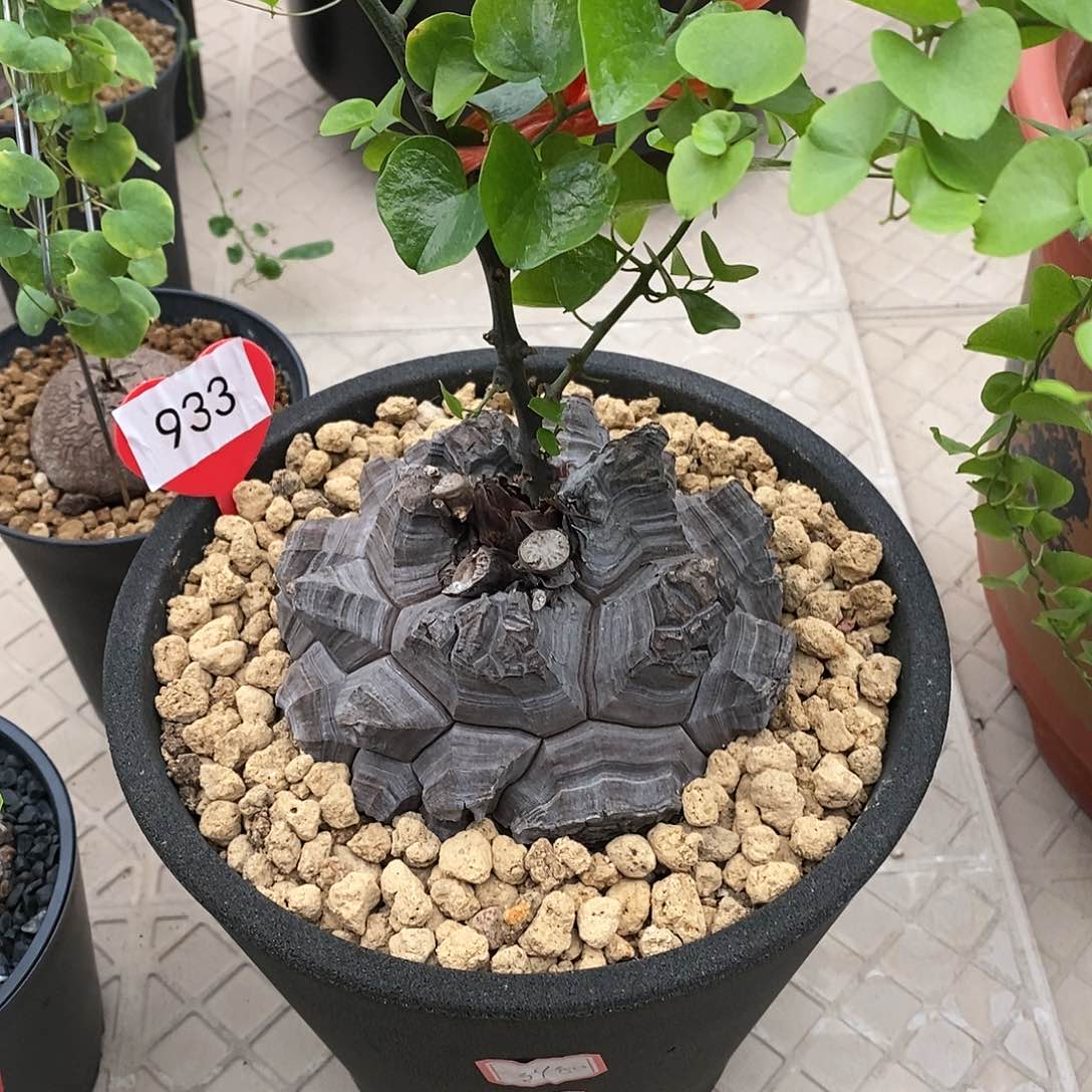 南非龟甲龙龟甲龙