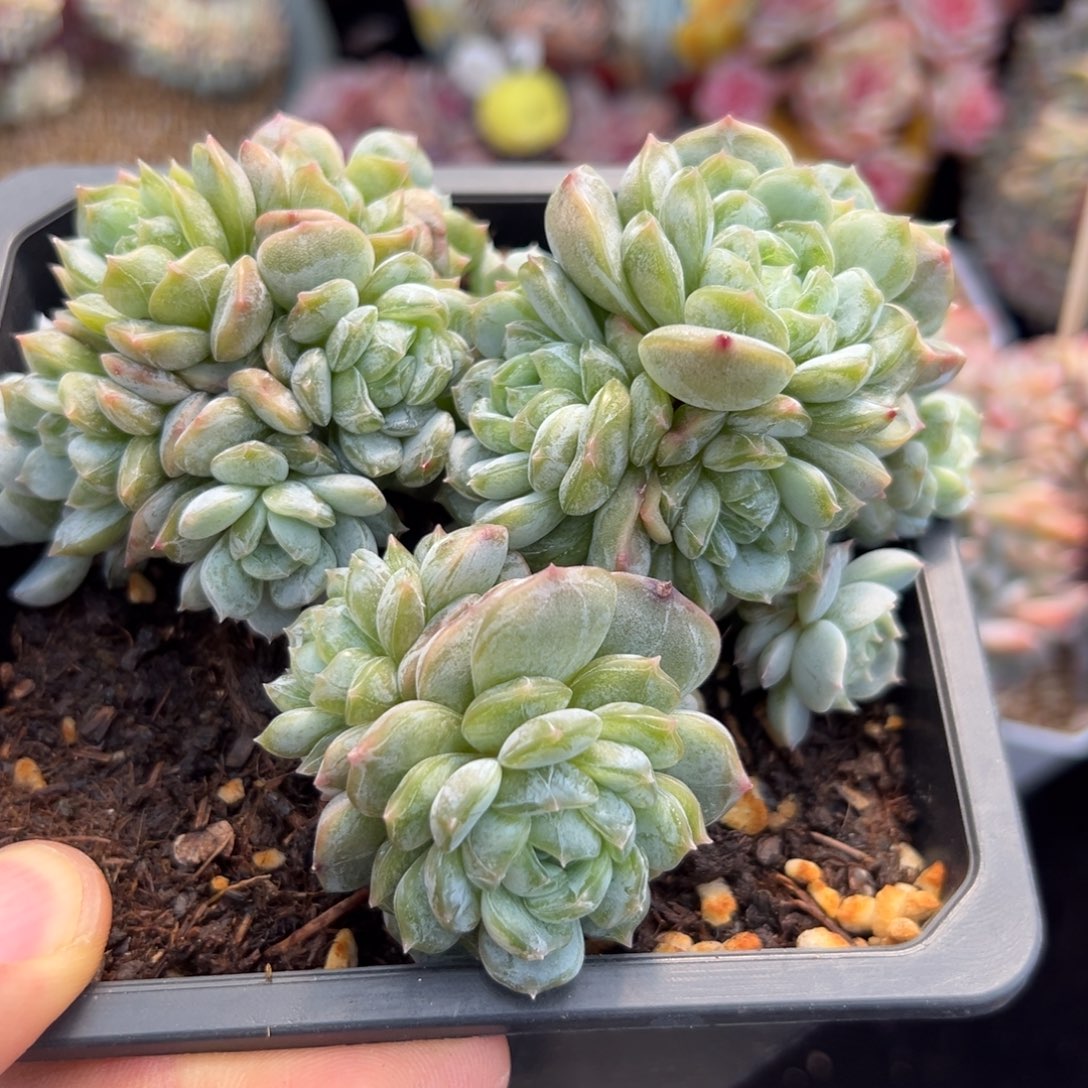 新年快乐 新年快乐