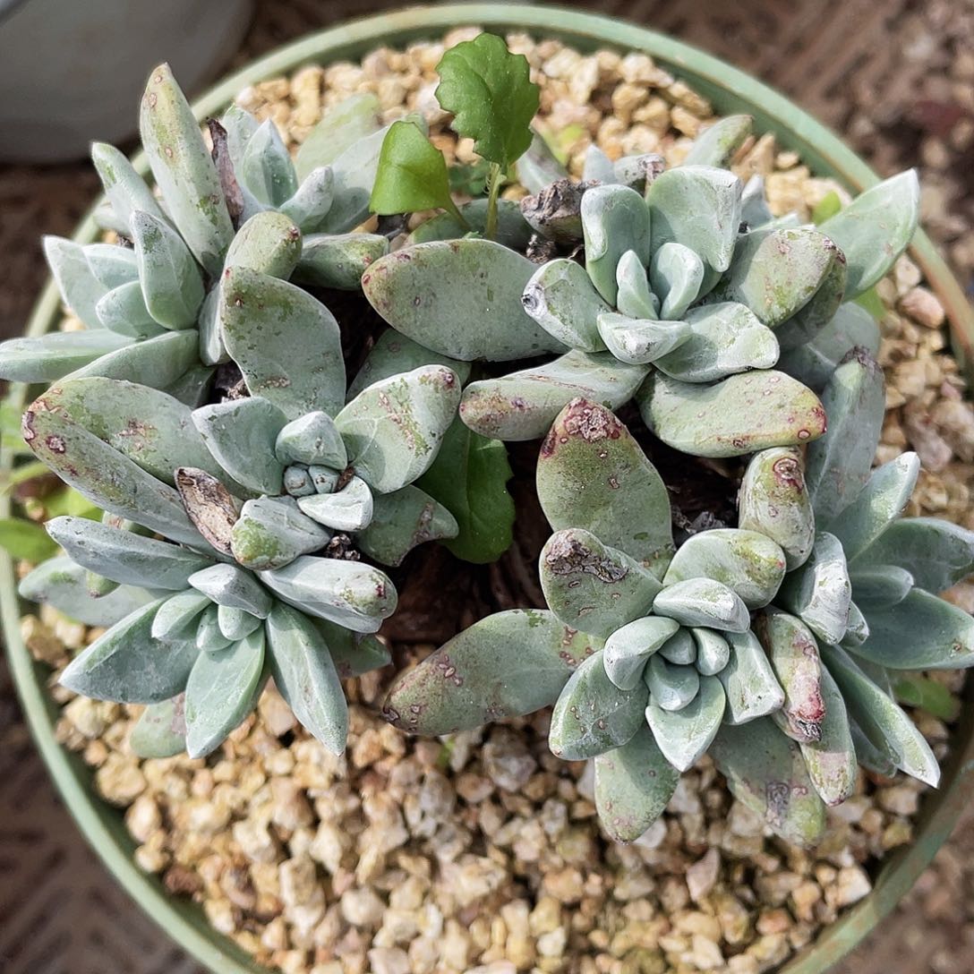 贝拉老桩多头0494