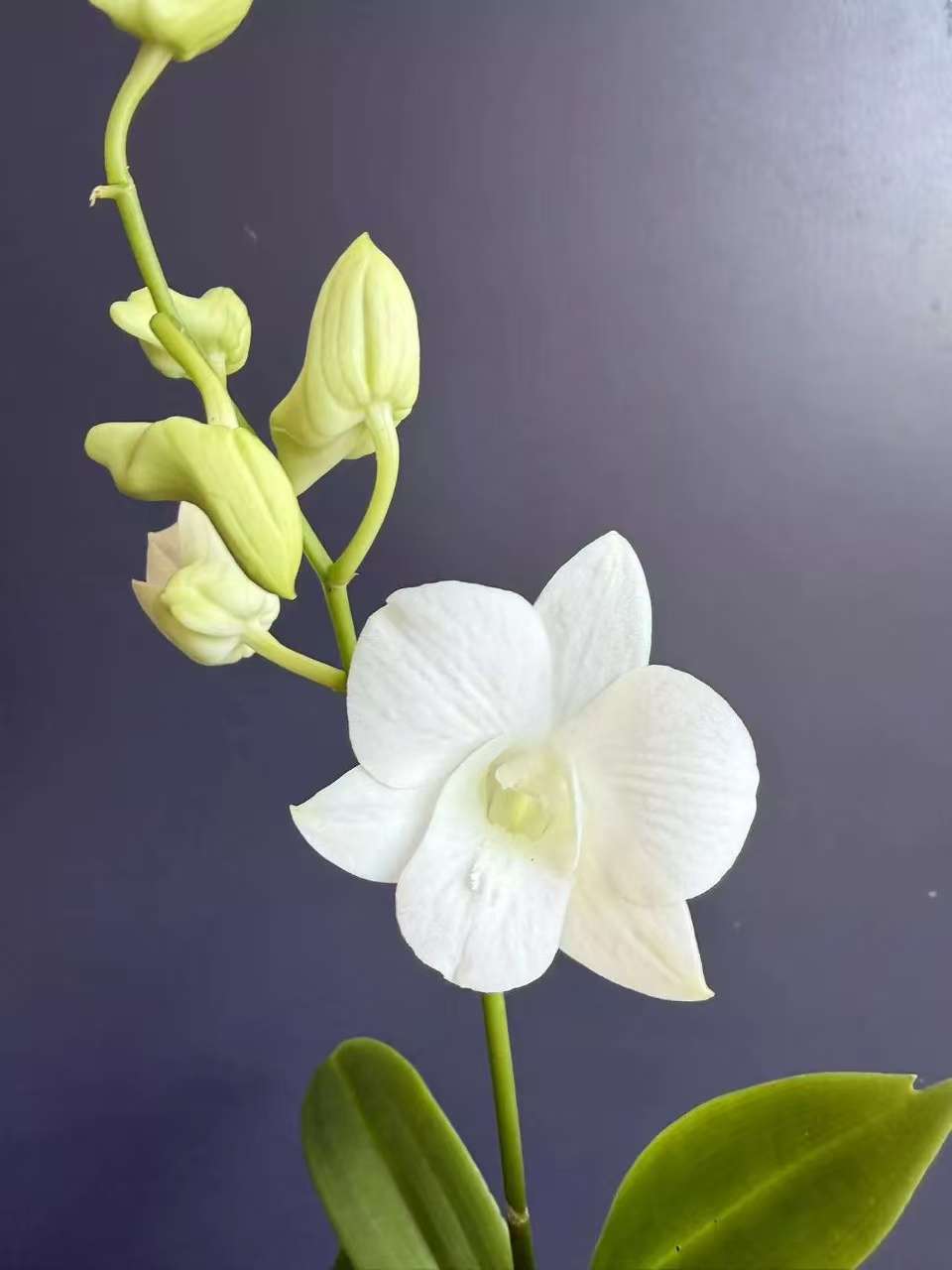 秋石斛兰 白鹿带花苞
