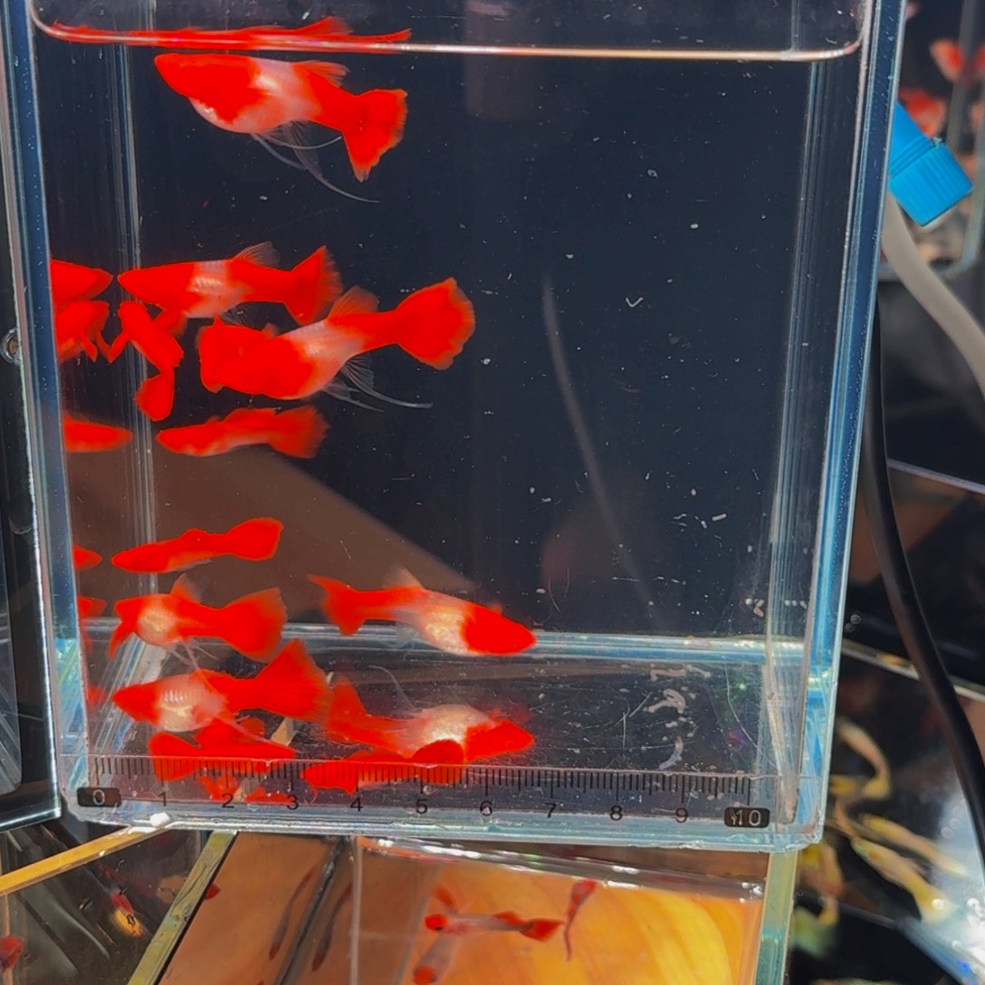 博***亿孔雀鱼3对双分水缎带