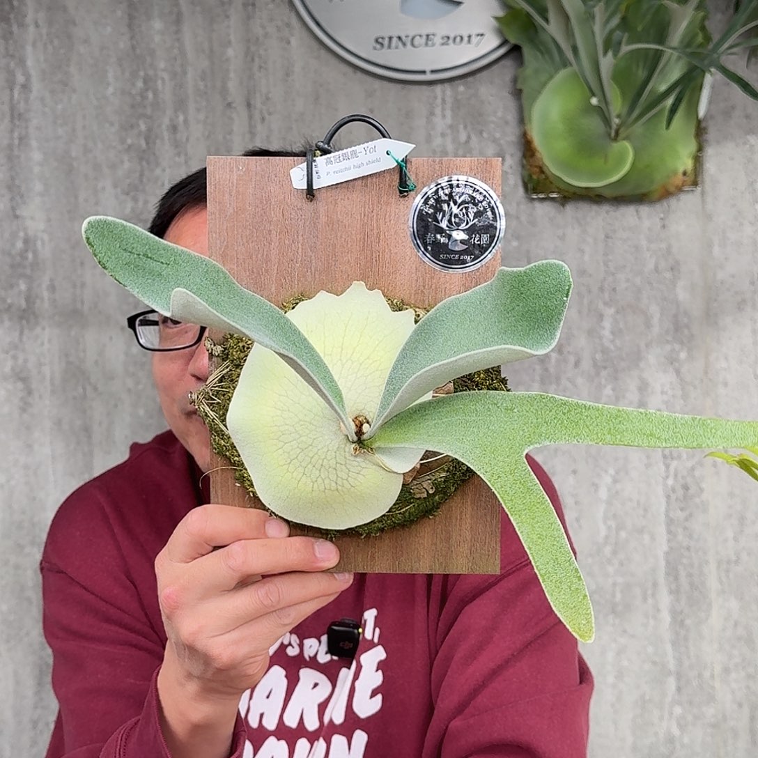 完全开放高冠银鹿鹿角蕨春野花园