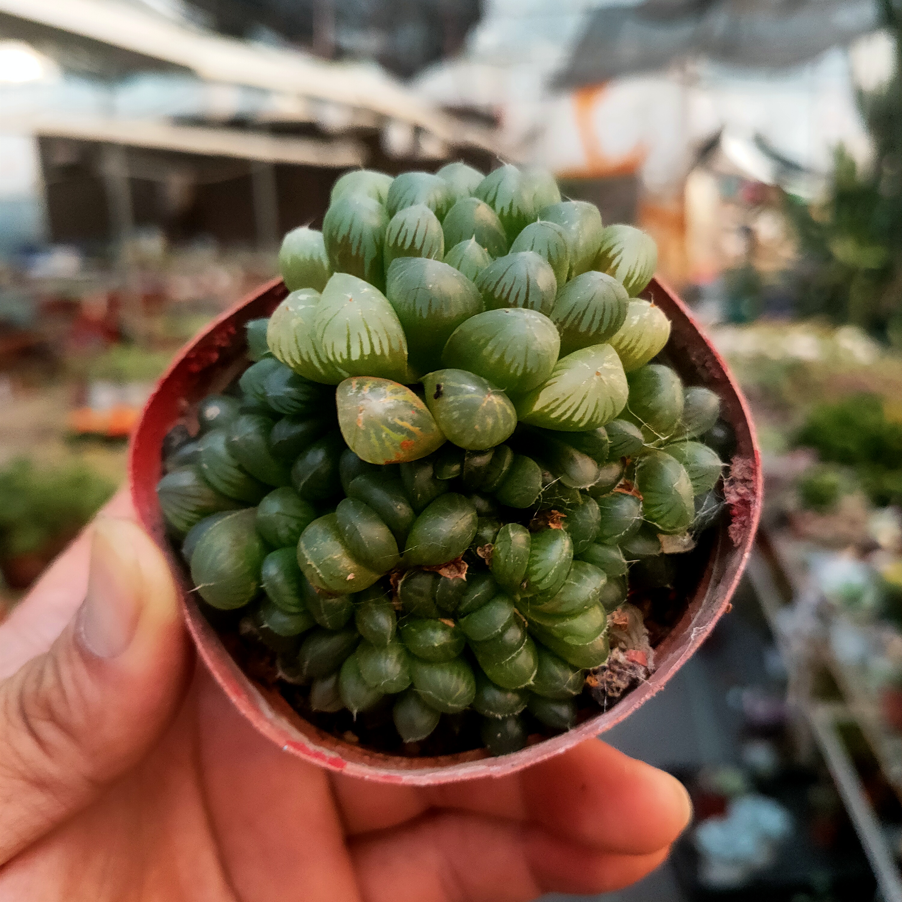 姬玉露群 满20包邮不带盆土6厘米左右发货直播间为准湖南多肉植物